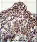 PQLC2 Antibody (C-term)